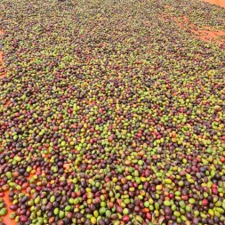 Product Managers To Update coffee