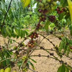 Monthly Research and Development To Update coffee tree