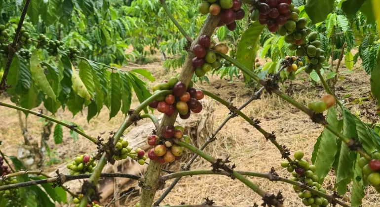 Monthly Research and Development To Update coffee tree
